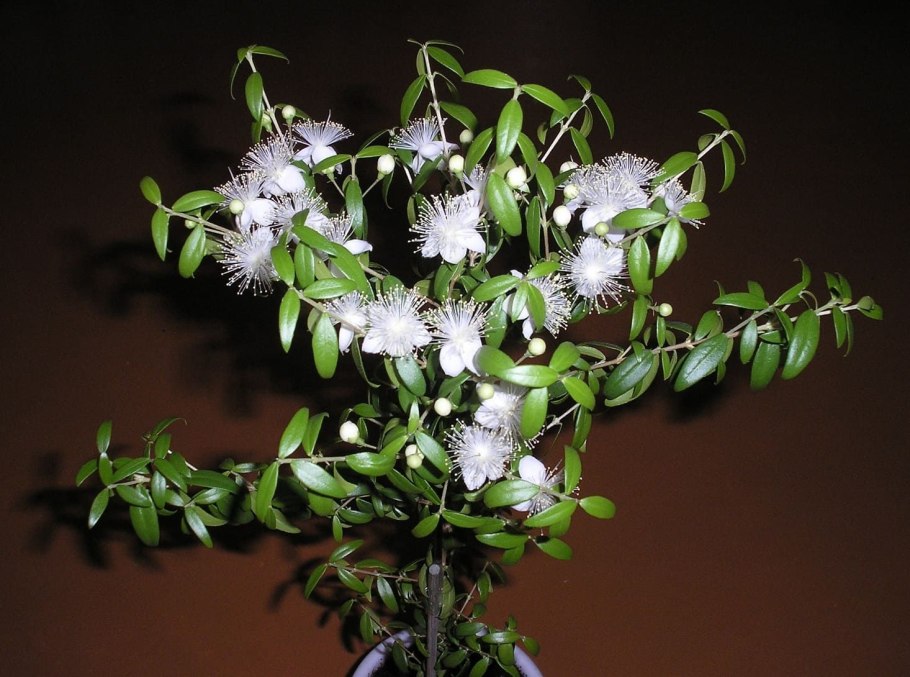 Сизигиум Смита