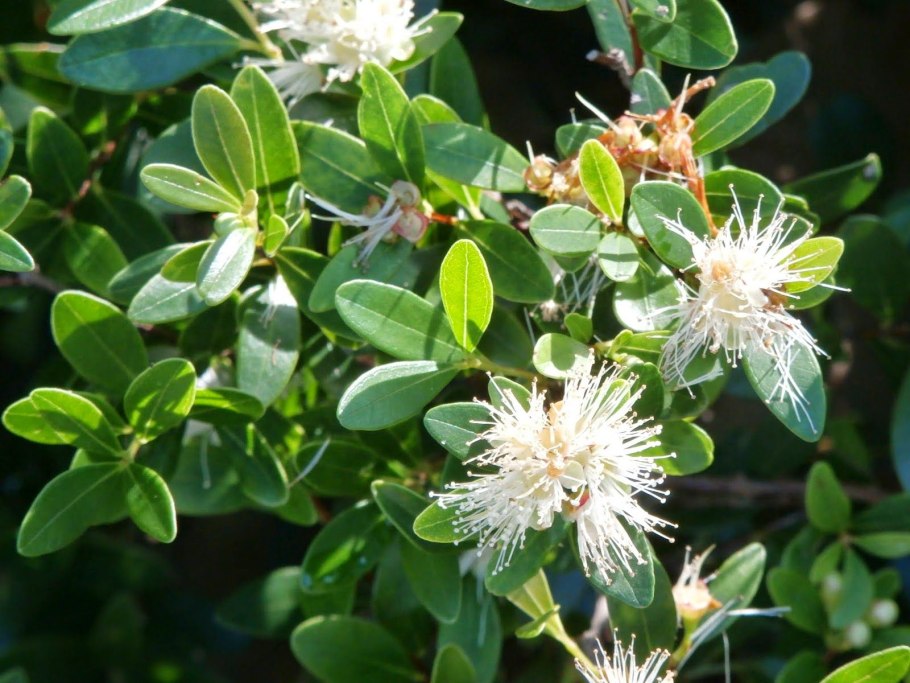 Мирт обыкновенный (Myrtus communis