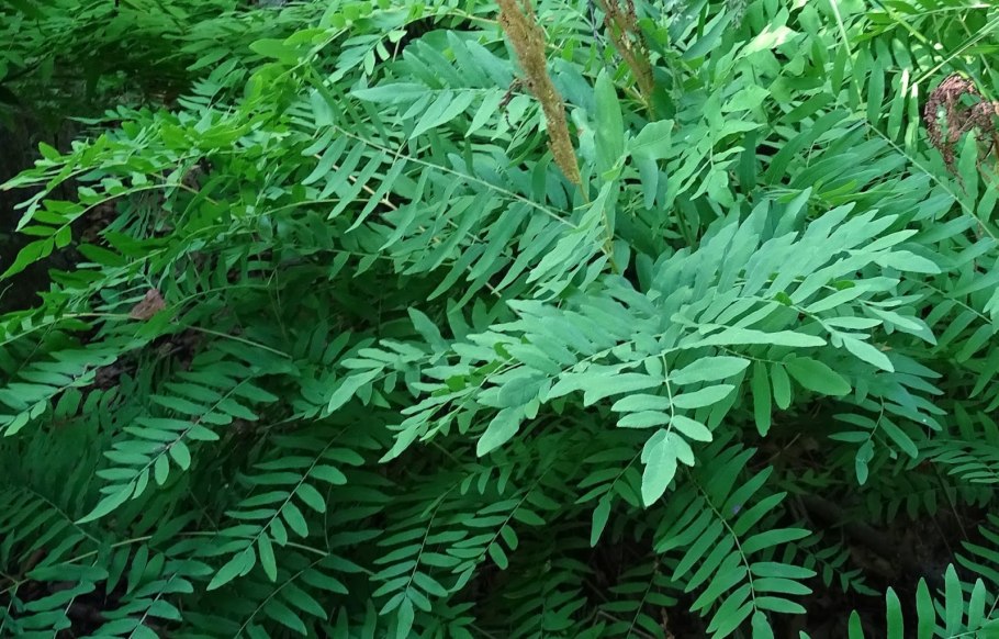 Папоротник чистоуст величавый
