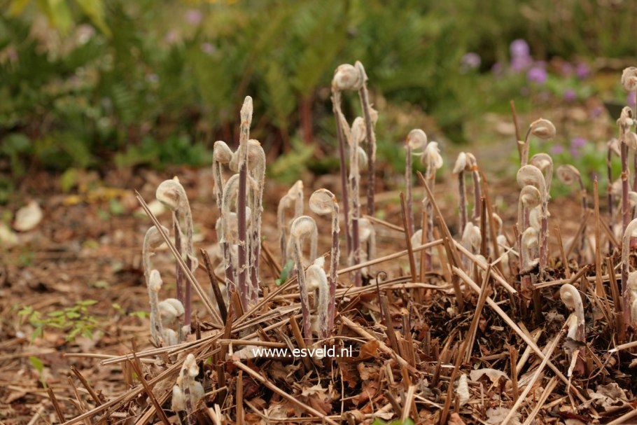 Папоротник чистоуст королевский