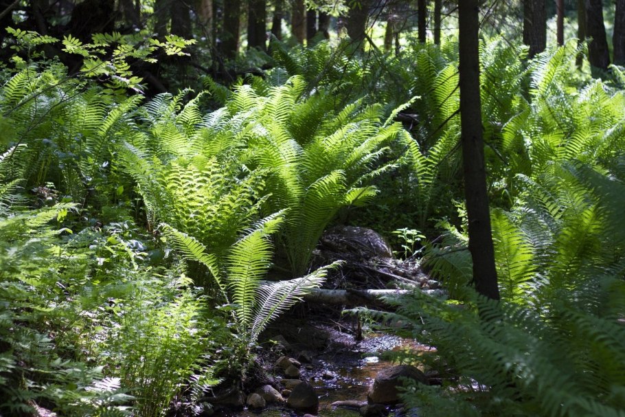 Fr du Biscaya Exx растение