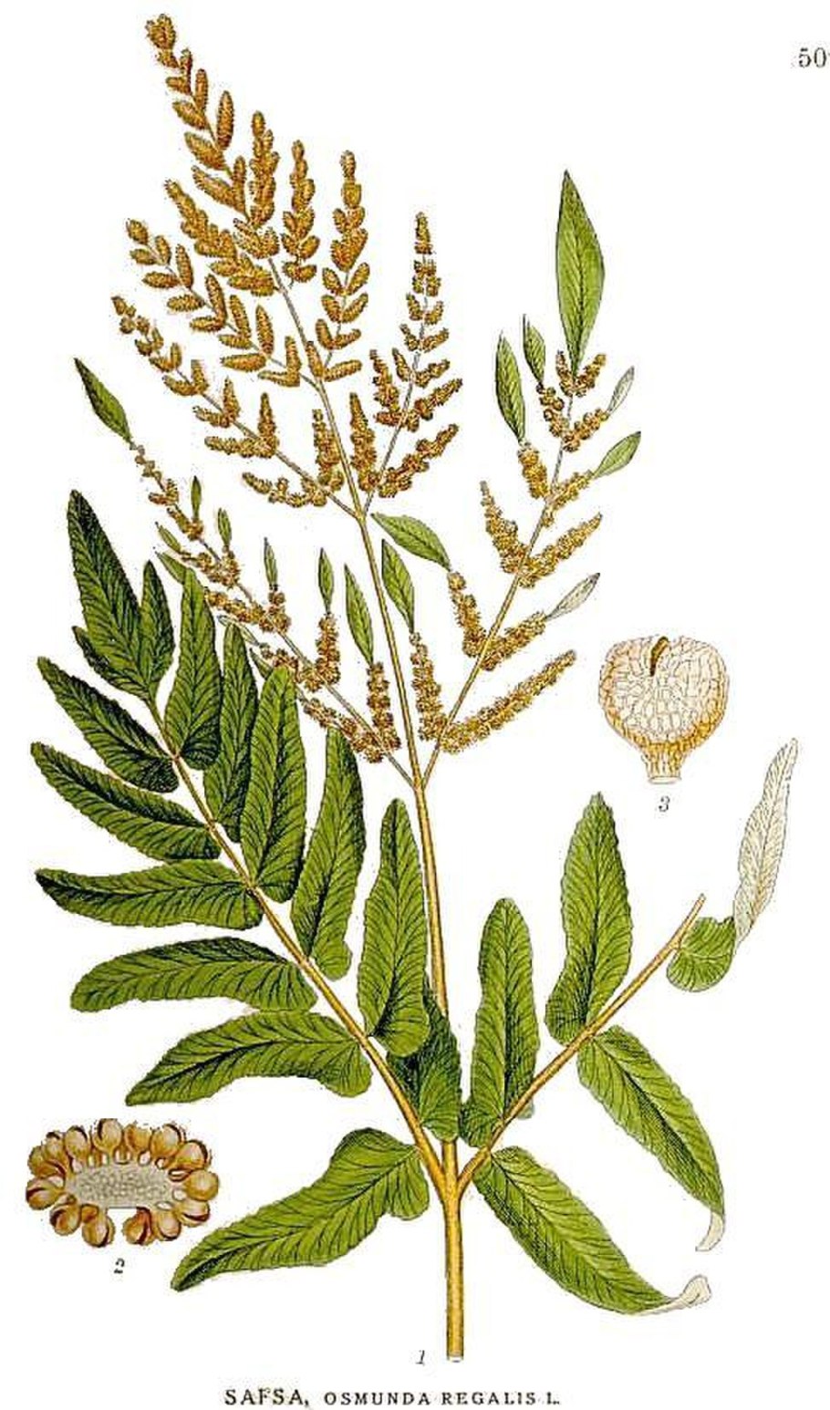 Папоротник (Polypodiophyta)