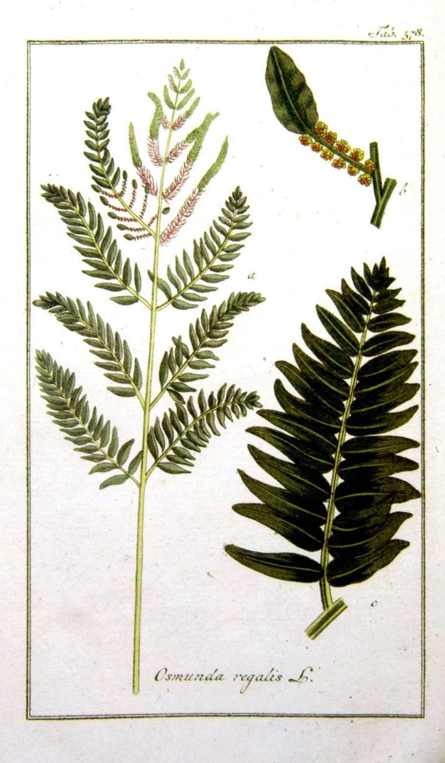 Папоротник ботаническая иллюстрация