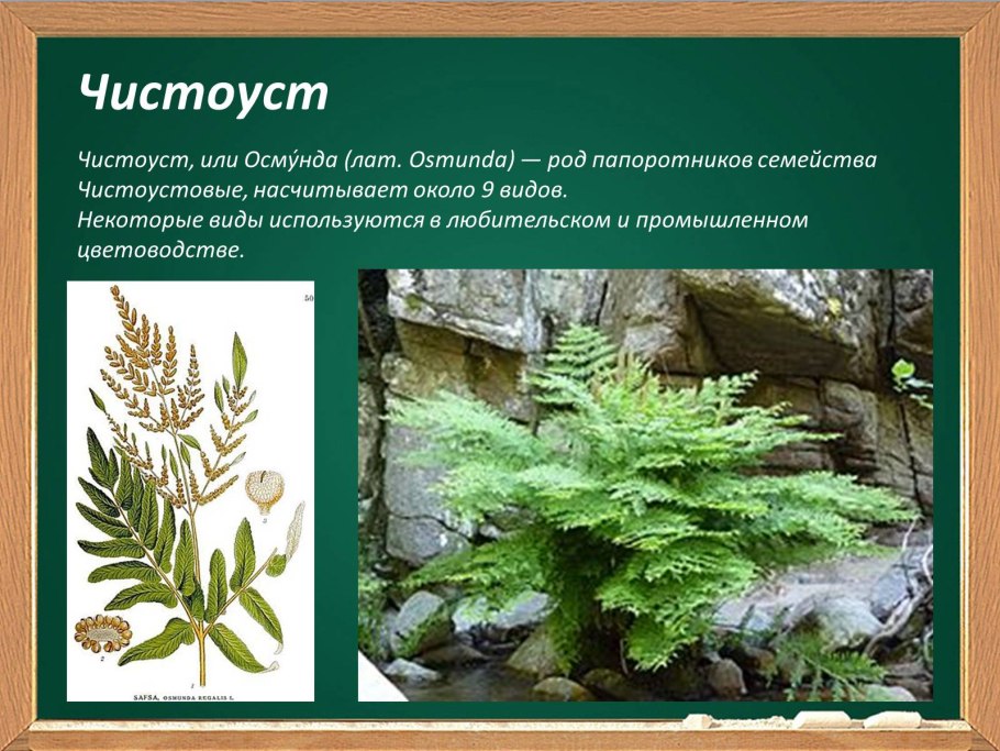 Osmunda regalis