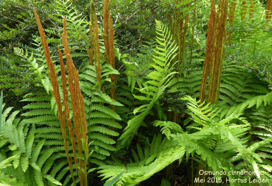Осмунда Ботаническое описание