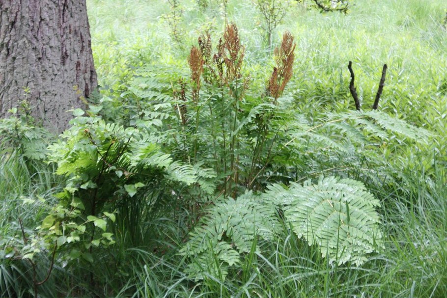 Athyrium niponicum pictum