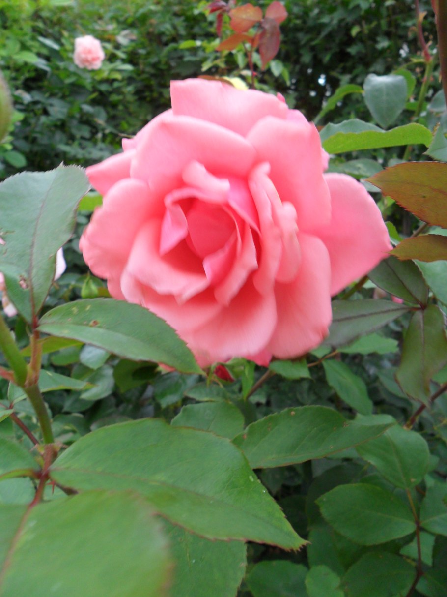 Ароматная роза