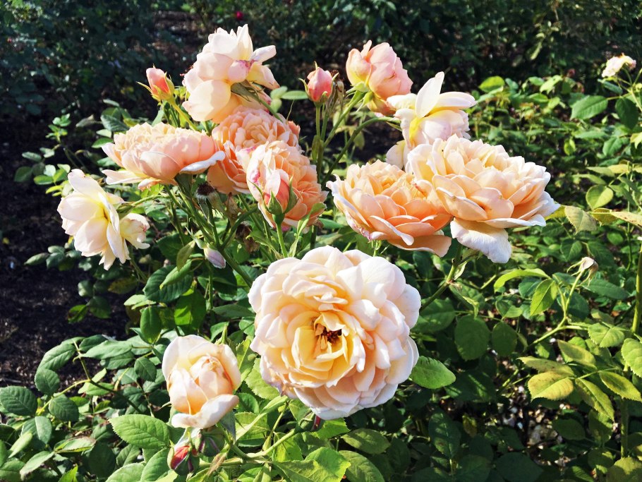 Пахучая розовая роза