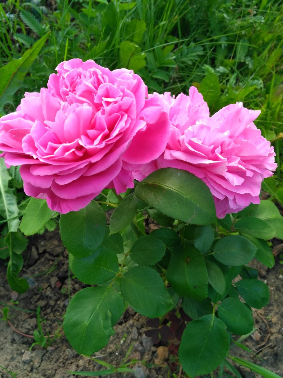 Нью даун роза красная