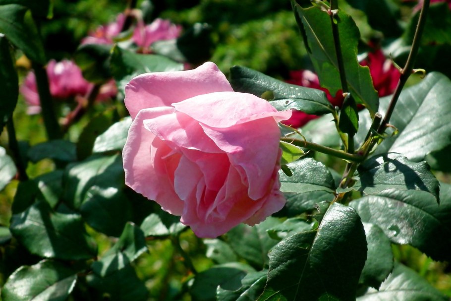 Благоухающая роза