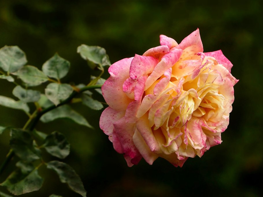 Роза гвоздичная розовая