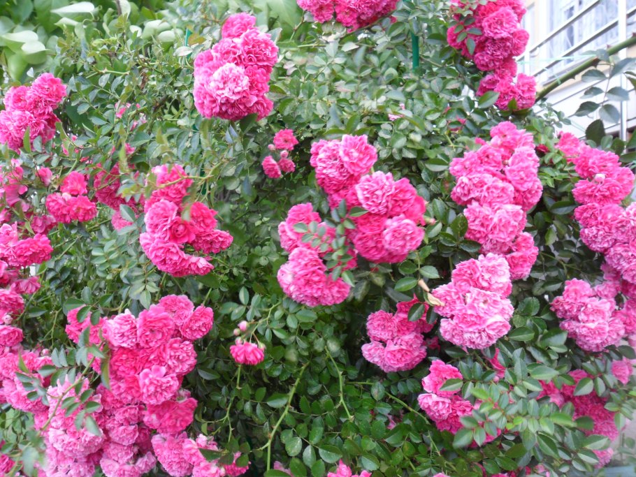 Роза РАМПИКАНТЕ (плетистая)