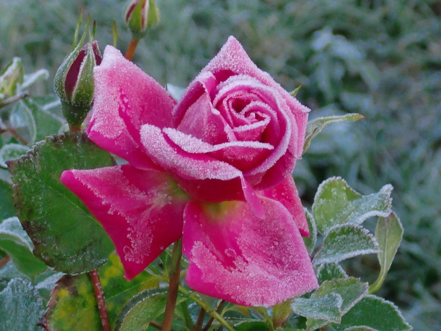 Ароматные розы сорта