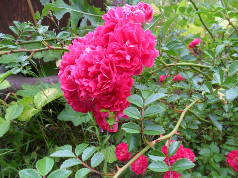 Роза Adam Messerich