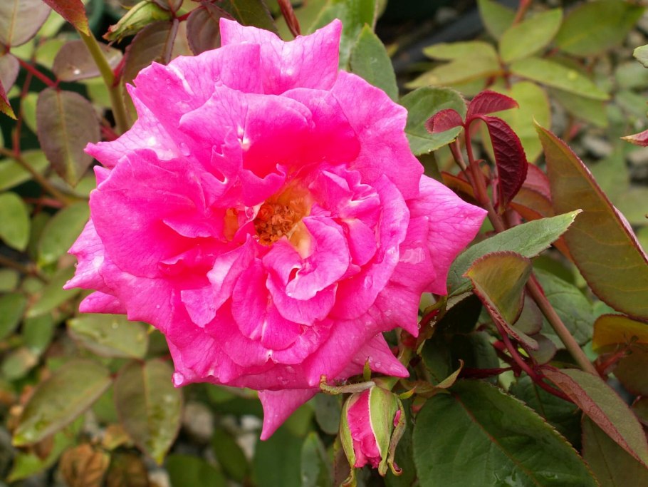 Роза гвоздичная розовая