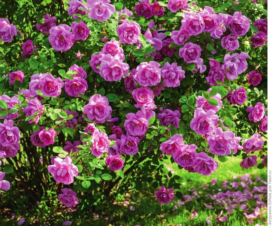 Роза Пинк Форест Роуз