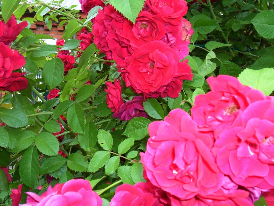 Роза душистая или роза чайная