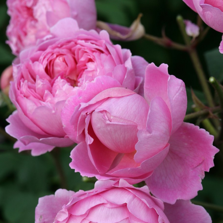 Роза Бардолино Алан Титчмарш