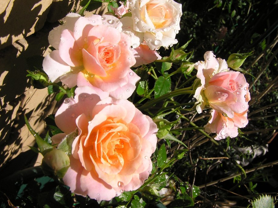 Роза флорибунда лимон Шафран