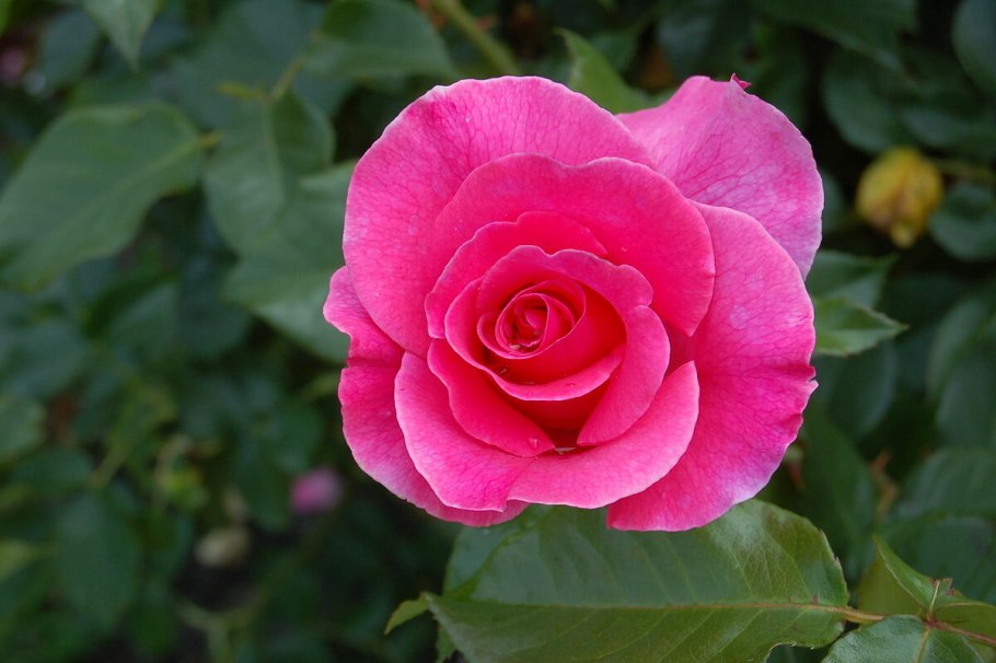 Роза чайная Розмари Харкнесс