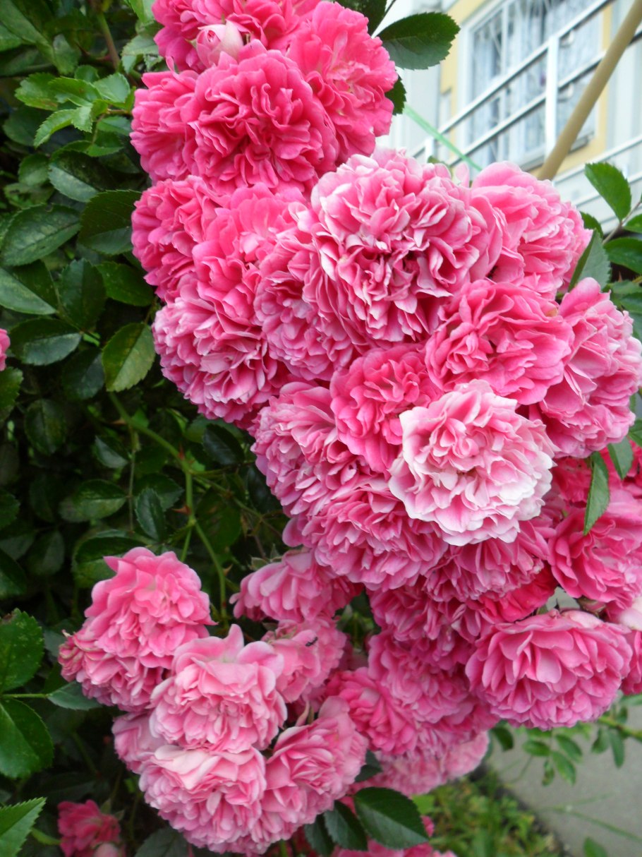 Роза флорибунда оранжевая