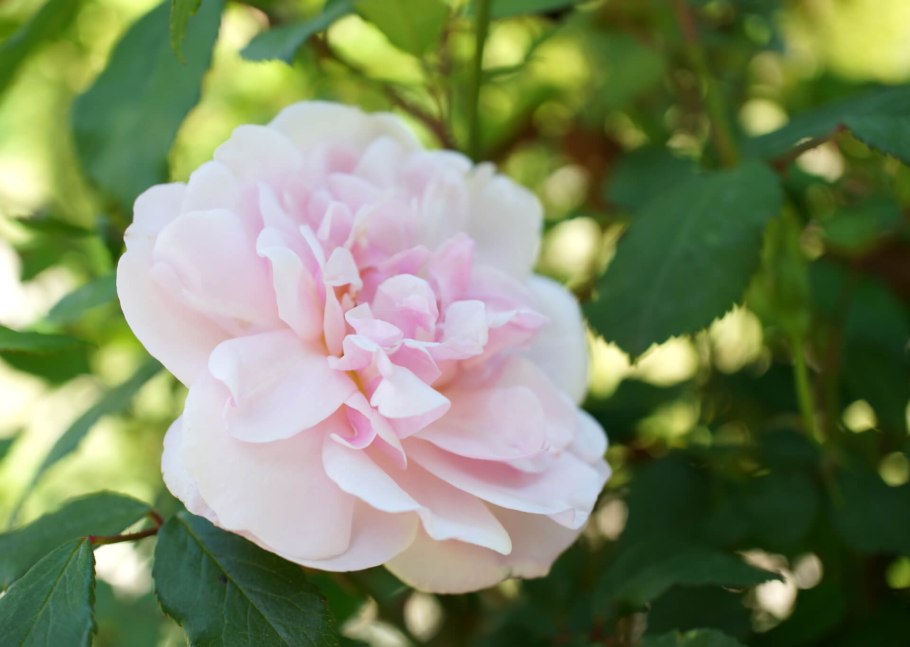 Garden Princess роза флорибунда