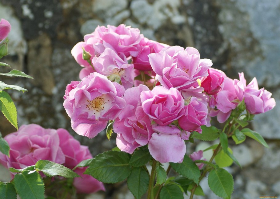 Садовая роза бутон