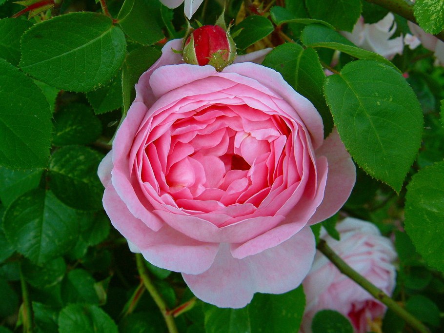 Роза душистая чайная