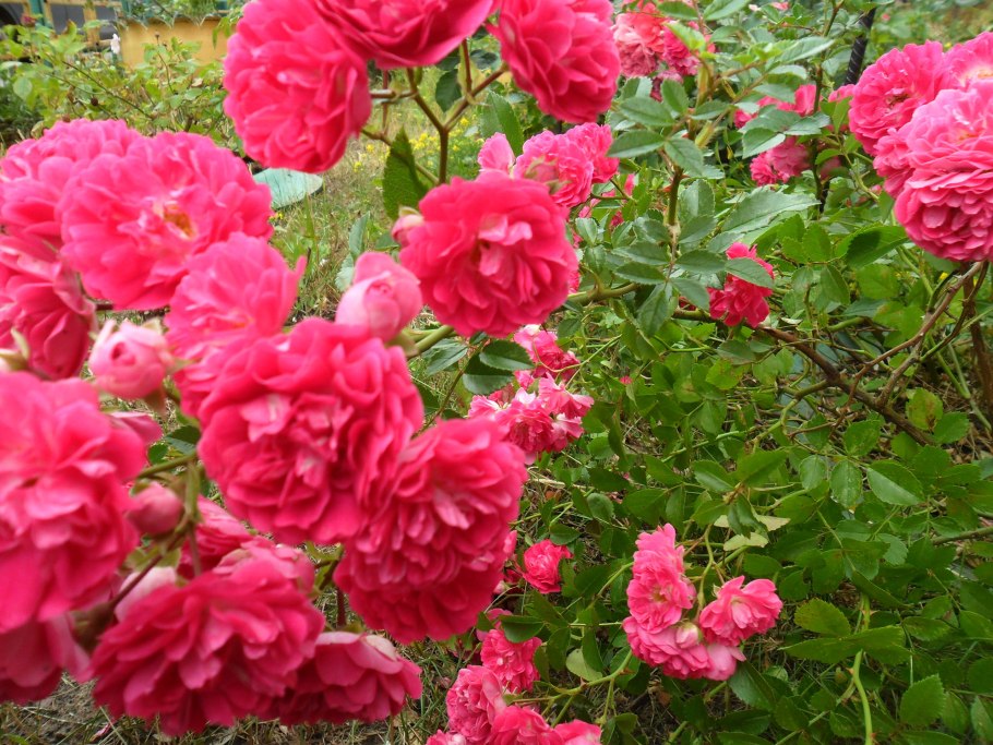 Роза Adam Messerich