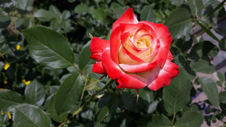 Ароматная роза