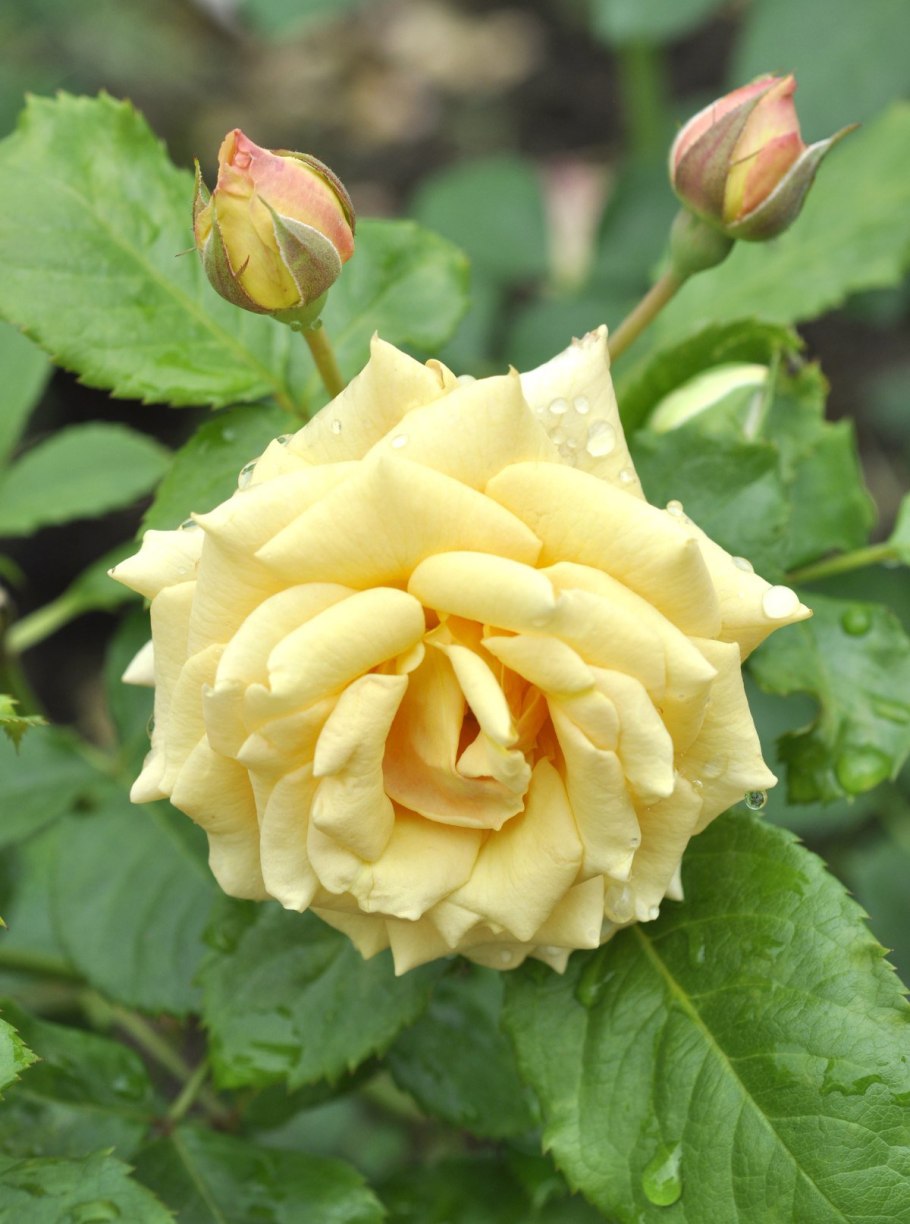 Роза душистая чайная