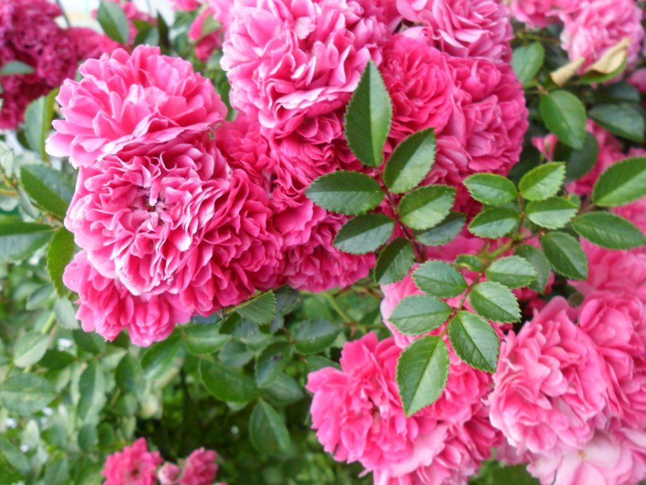 Большие розовые пахучие розы