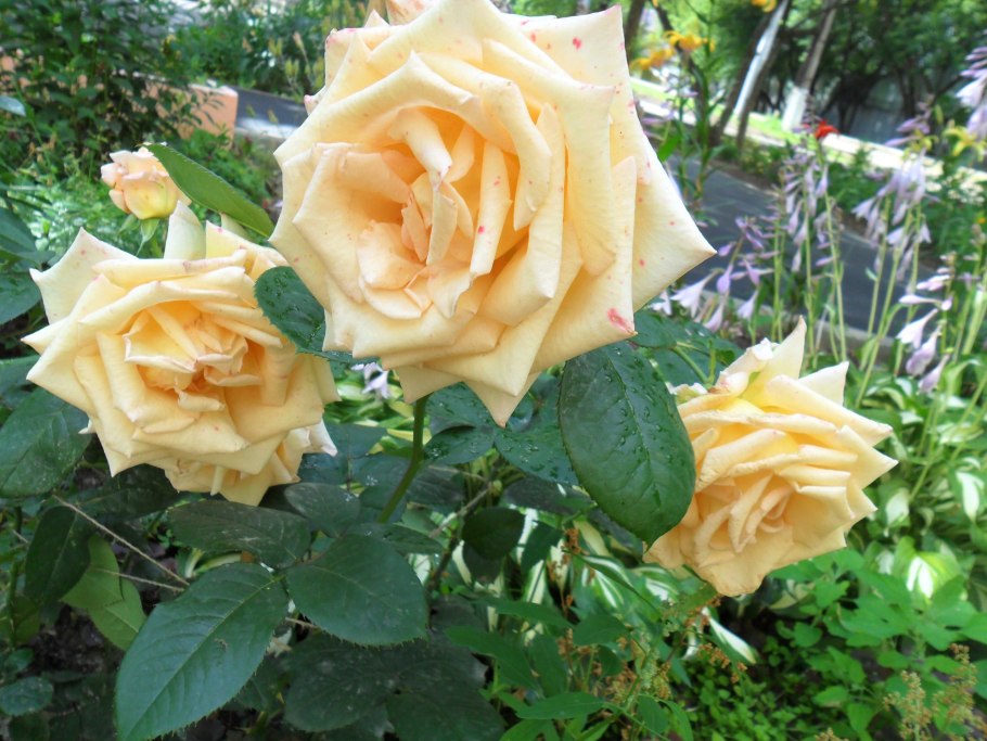 Роза гвоздичная розовая