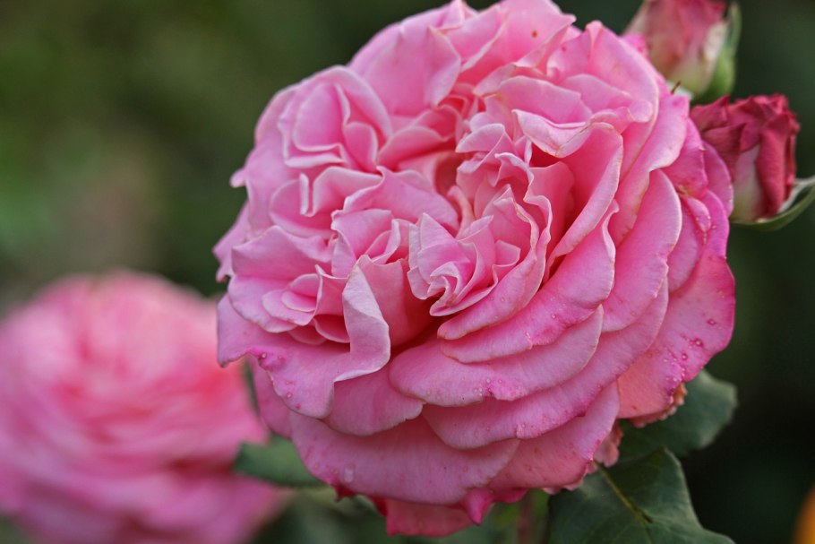 Раскидистая роза