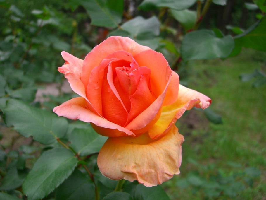 Ароматная роза