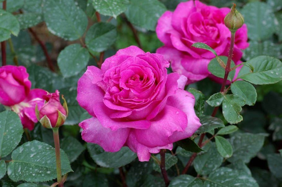 Гвоздичные розы