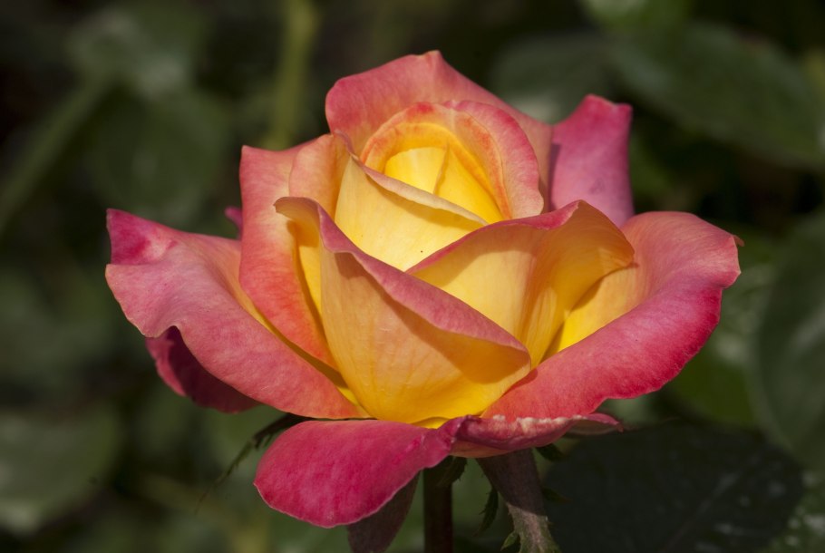 Роза флорибунда Альбрехт Дюрер