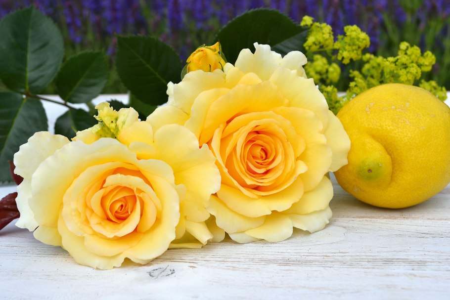 Роза плетистая Зоммергольд