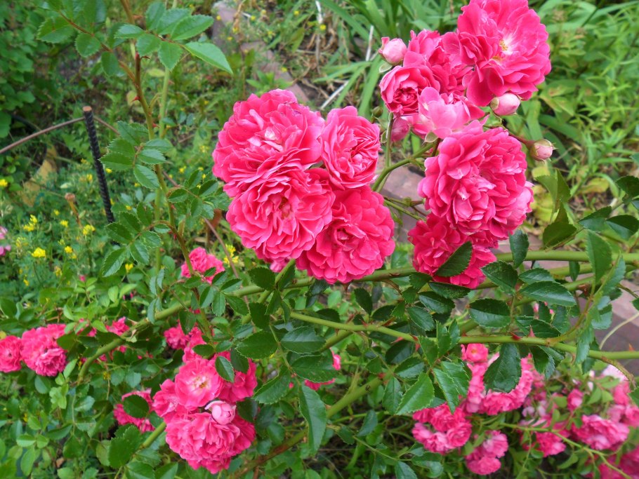 Краснодарская роза