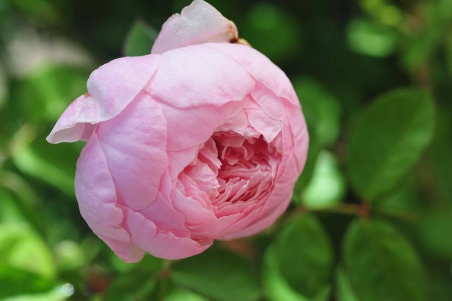 Роза пахучая