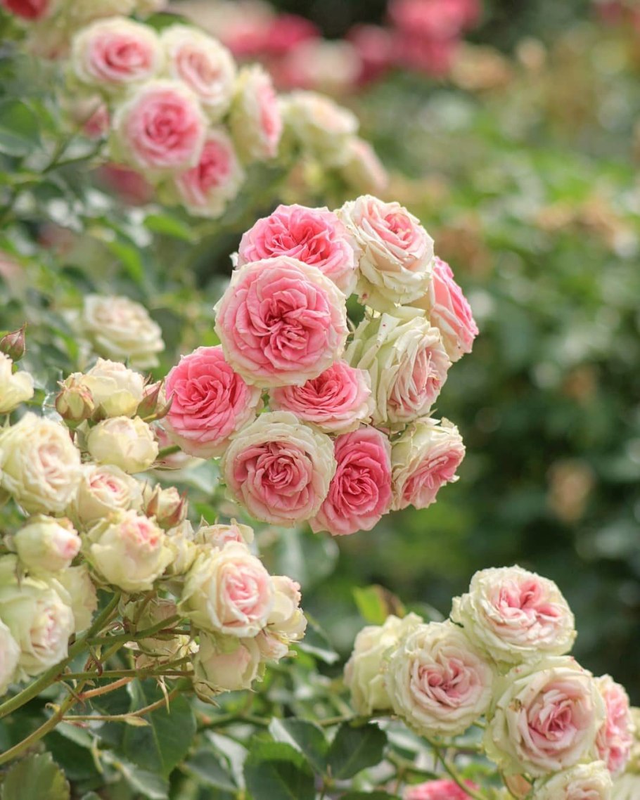 Роза вэки Роуз