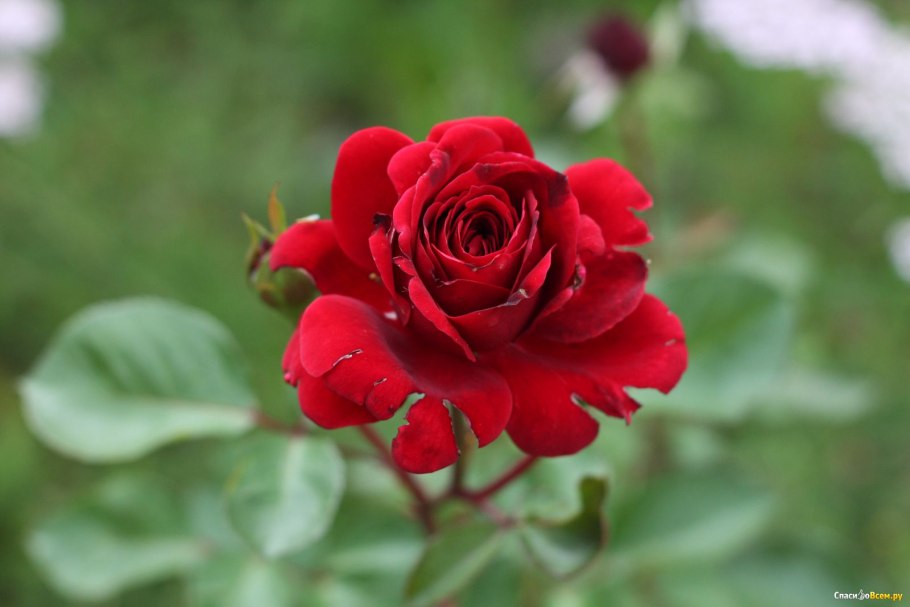 Ароматная роза