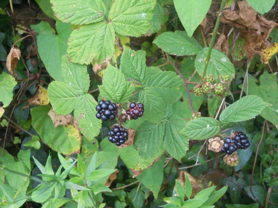 Ежемалина Торнфри