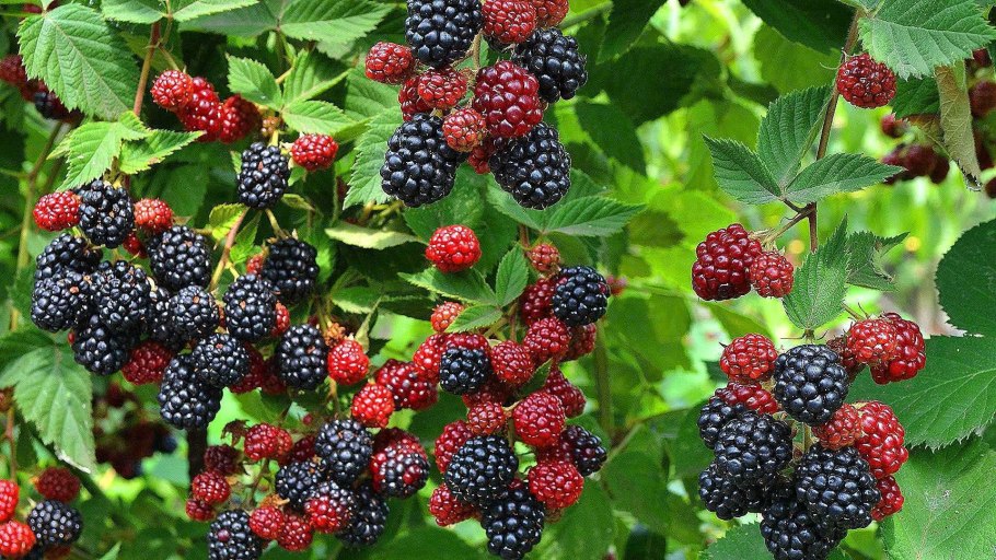 Ежевика Торнфри куст