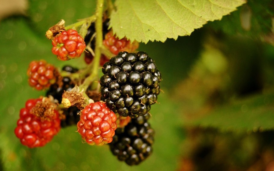 Ежевика сизая (BLACKBERRY)