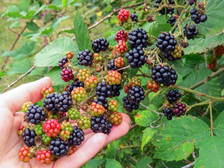 Ежевика вязолистная