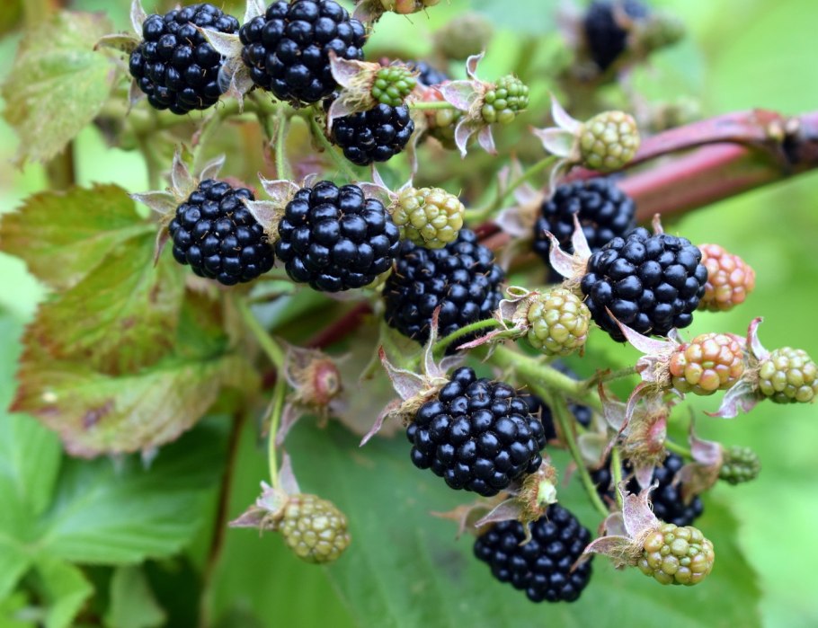 Ежевика складчатая побег