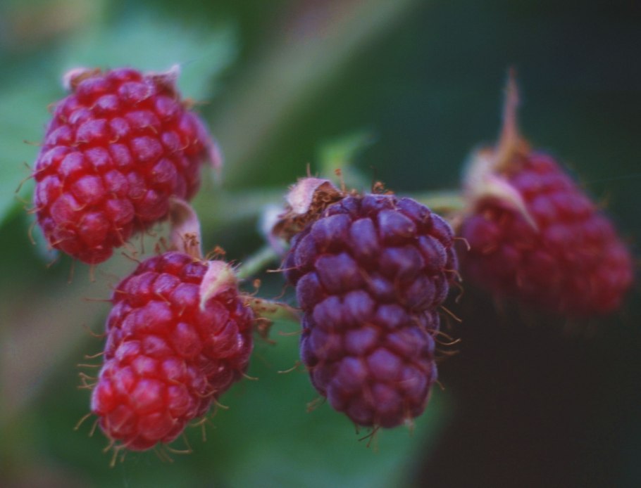 Малина майсорская