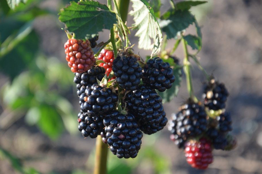 Ежевика Крымская