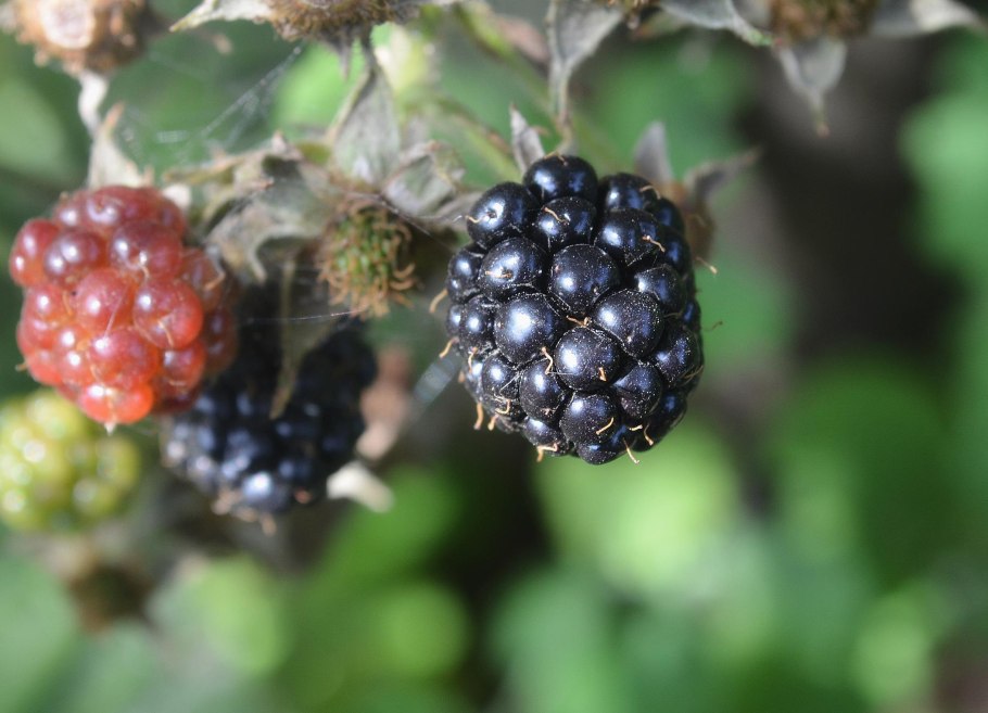 Ежевика Блэк сатин